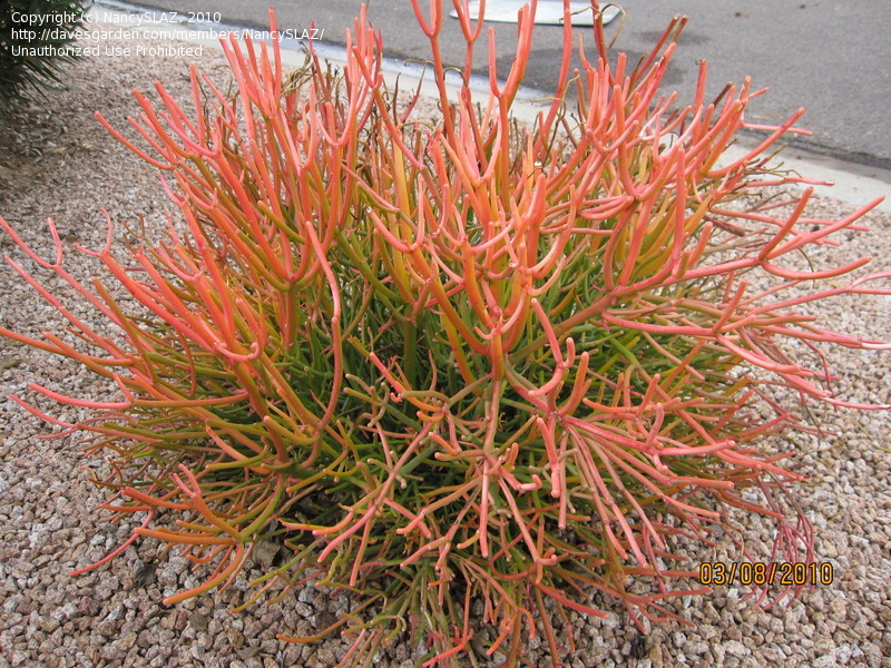 Aveloz، Firestick Plants، Indian Tree Spurge، Sticks on Fire، Milk Bush ، 
